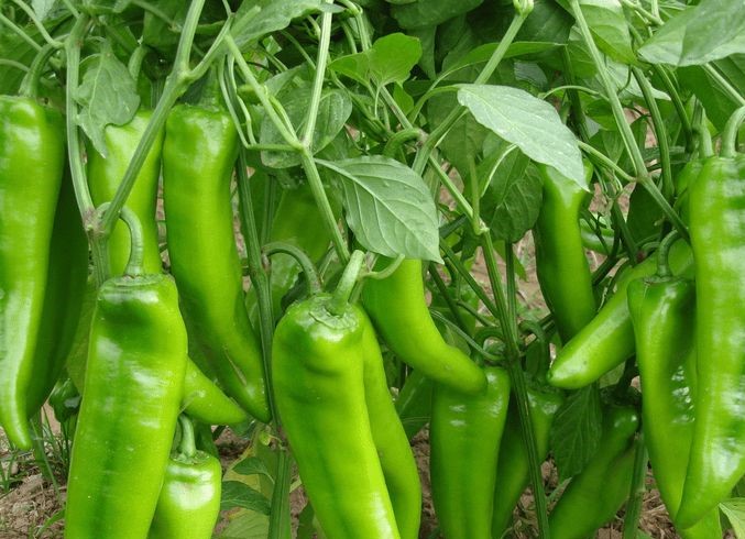 生物肥专用壳聚糖